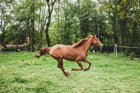 Wat Betekent Dromen Over Paarden In De Buurt Dromenland