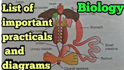 Grade Biology Exam With Answers