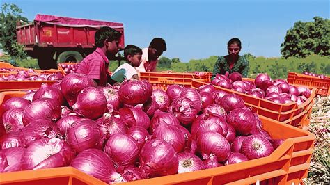 Modi Govt Imposes Duty On Onion Exports As Surging Prices Spark