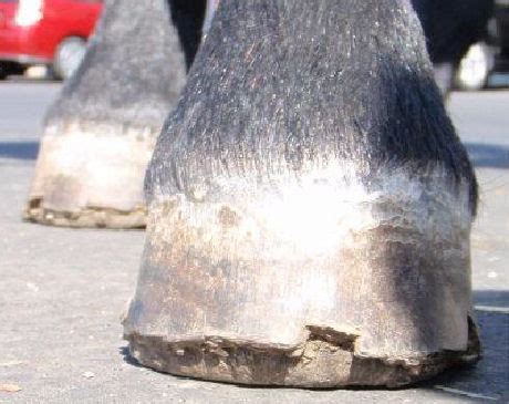 Connemara Pony Research into Hoof Wall Separation Disease (HWSD) : Hoof ...