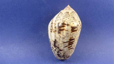 Oliva Incrassata 2941245