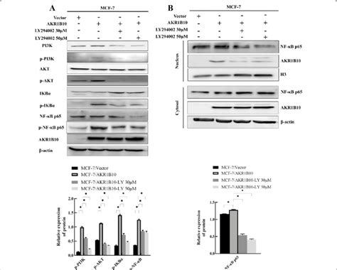 Nuclear Translocation Of Nf κb P65 Was Inhibited By Pi3k Inhibition A