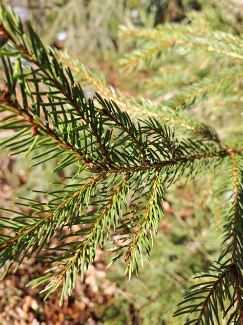 Photo Norway Spruce Picea Abies