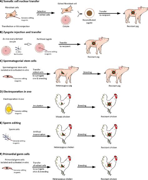 Figure From Genome Editing For Disease Resistance In Pigs And