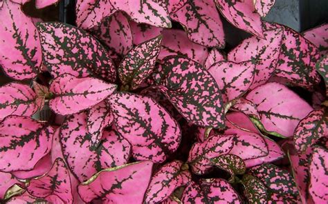 Hypoestes Seeds Polka dot plant available seedsnpots.com