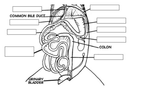 Abdominal Cavity Diagram Diagram | Quizlet