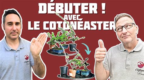 D Buter La Pratique Du Bonsa Avec Le Coton Aster Nejikan Bonsai