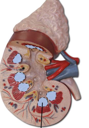 Urinary System Models Flashcards Quizlet