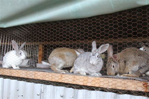 How To Start Successful Rabbit Farming Business Farmkenya Initiative