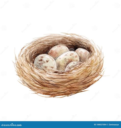 Watercolor Bird Nest With Eggs Stock Vector Illustration Of Trend