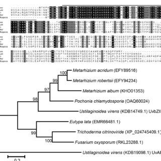 Alignment And Phylogenetic Analysis Of Uvbzip A Sequence Alignment Of