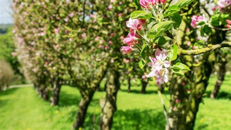 5 árboles frutales para cultivar en jardín o en maceta Jardinatis