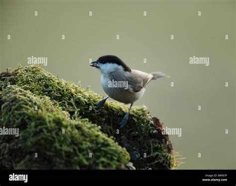 Marsh Tit Poecile Palustris Parus Palustris Stock Photo Alamy