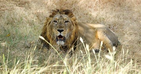 In A First 8 Asiatic Lions Test Positive For Covid In Hyderabad Zoo