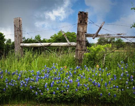 Bluebonnets And Fence Photograph By David And Carol Kelly Fine Art