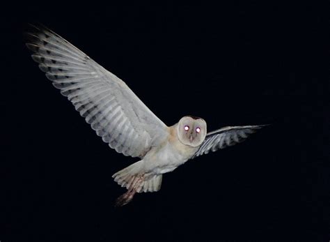 Eastern Grass Owl Tyto Longimembris In Flight By Rob Hutchinson The