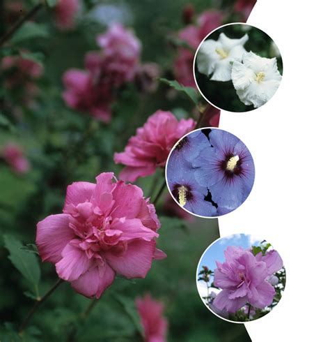 Hibiscus syriacus 'Multiple Varieties' Rose of Sharon | Garden Center Marketing