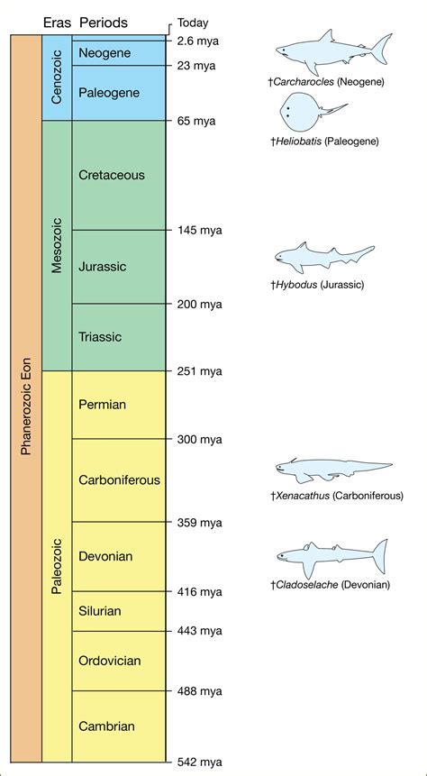 Geologic Time Scale Worksheet 23 Answers - Time Worksheets