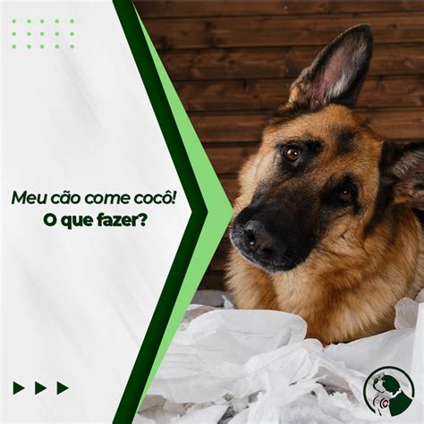 Meu cão come cocô O que fazer