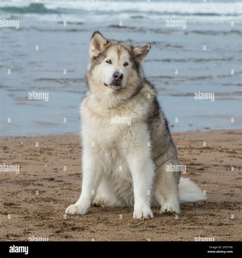 Alaskan Malamute Dog Stock Photo Alamy