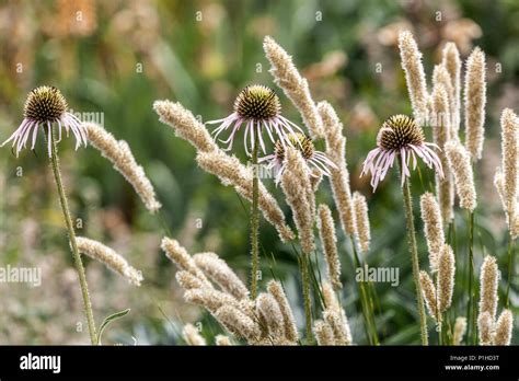 Melic grass, Melica transsilvanica, Echinacea Stock Photo - Alamy