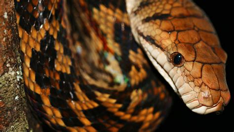 Amethystine Python - Cooper Creek Wilderness