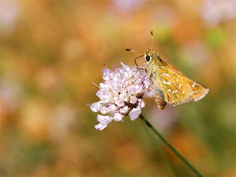 Male Moth 1 Free Photo Download Freeimages