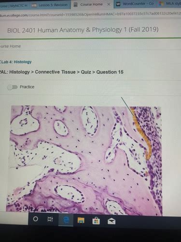 Lab 4 Histology Flashcards Quizlet