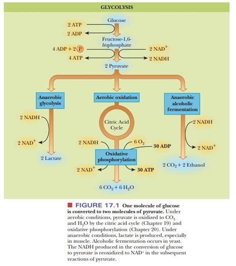 Diagram Of Glycolysis