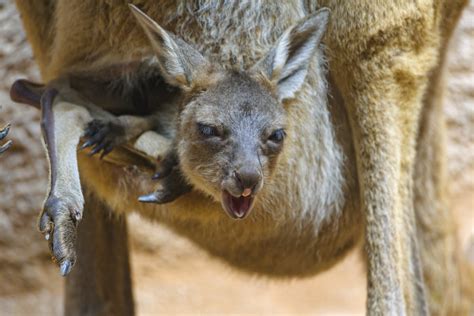 Funny Kangaroo In The Pouch A Photo On Flickriver