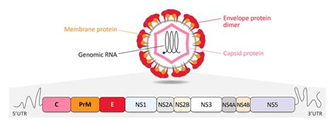 Specific Antibodies Against Dengue Virus Denv Or Zika Virus Zikv Company Arigo