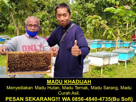 Penghasil Madu 0856 4840 4735 Pusat Jual Peternakan Sarang Lebah Madu