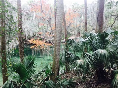 15 Amazing Facts About Crystal River Manatee That Would Surprise You ...