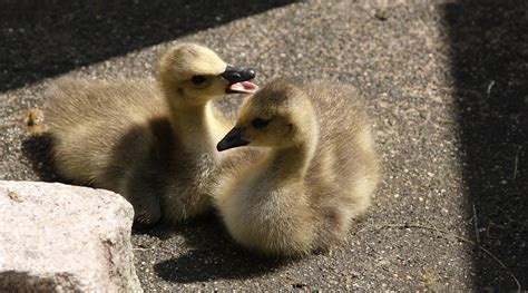 Geese Baby Goose - Free photo on Pixabay