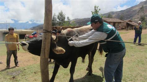 La Libertad MINAGRI anunció la vacunación de más de 47 mil animales