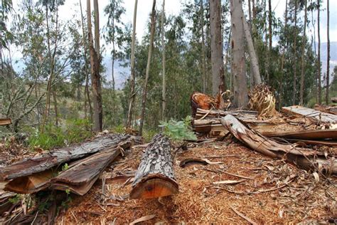 Bosques Y Selvas Frenan El Cambio Climático