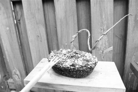 How To Use And Care For Your Bonsai Tools Bonsai Tools Bonsai Watering