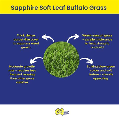 choose   grass  lawns  australia