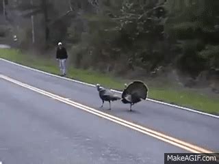 Turkeys Chase Man, Ready to Attack on Make a GIF