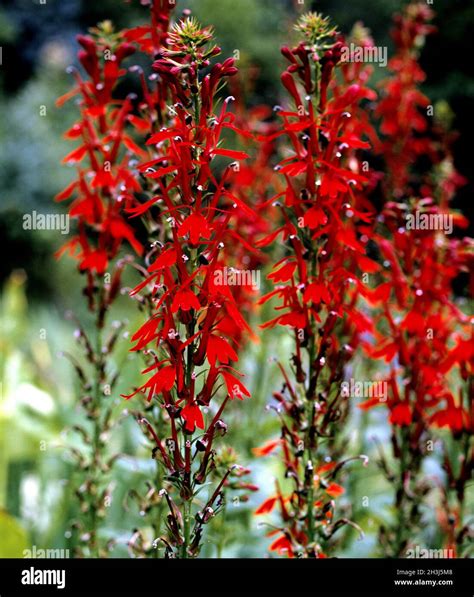 Cardinal Lobelia Scarlet Lobelia Lobelia Cardinalis Stock Photo Alamy