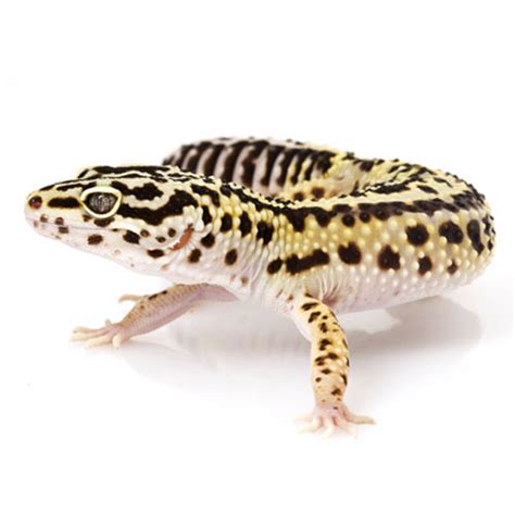 Mac Snow Leopard Gecko Babies