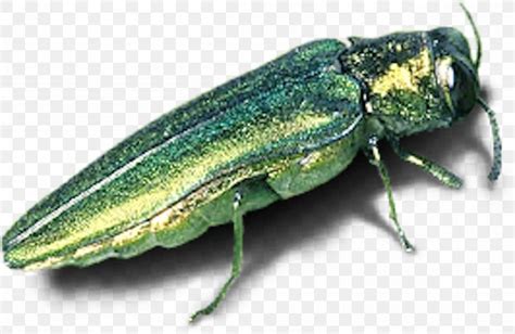 Emerald Ash Borer Beetle Tree Invasive Species, PNG, 1200x781px ...