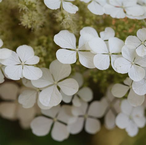 Pee Wee Oakleaf Hydrangea