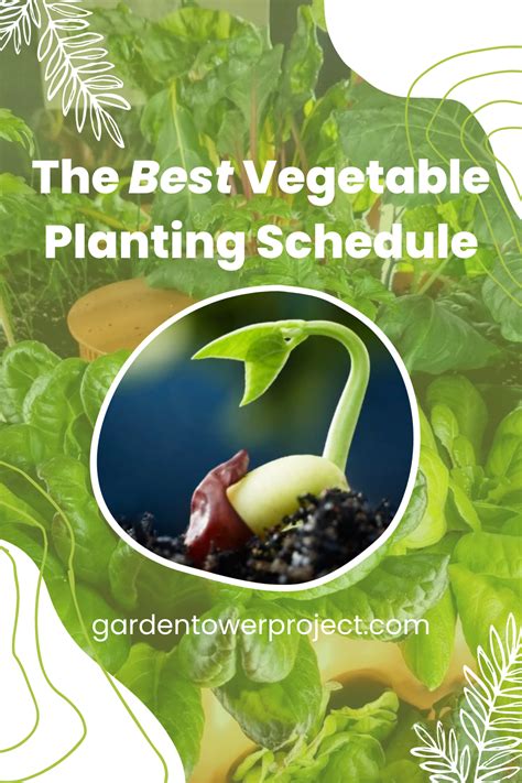 Zones Planting Schedule Thevegetablegarden Info Hot Sex Picture