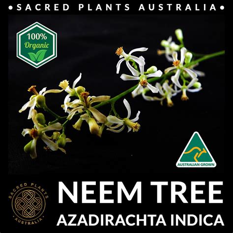 Neem Tree Seeds Azadirachta Indica Sacred Plants