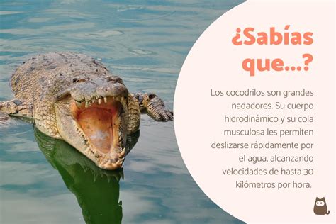 Conoce todo sobre los cocodrilos características y curiosidades