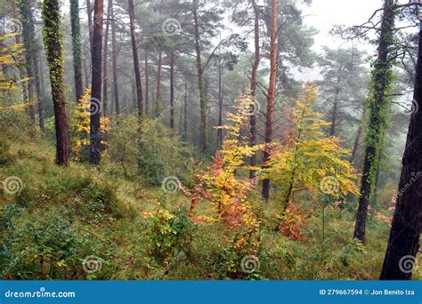 Beech Trees With Autumn Foliage In A Pinus Sylvestris Pine Forest Stock