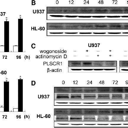 Wogonoside Increases PLSCR1 Transcription And Influences The Expression