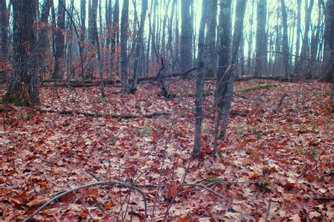 Northland Nature November Woods Reveal Hidden Plants Prepping