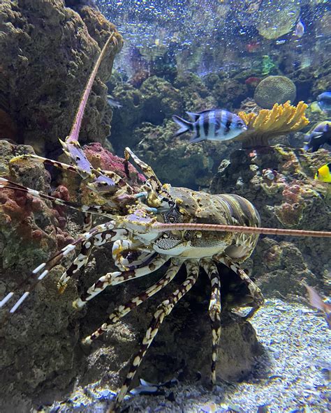 Cairns Aquarium - Painted crayfish (Panulirus versicolor)...
